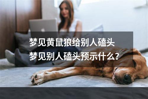梦见黄鼠狼给别人磕头 梦见别人磕头预示什么？
