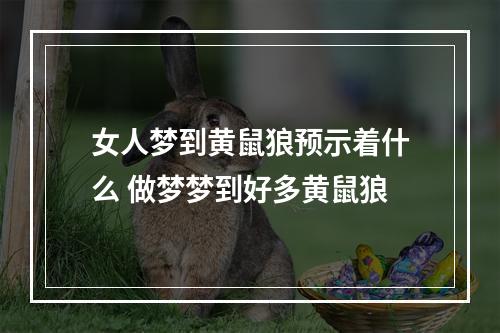 女人梦到黄鼠狼预示着什么 做梦梦到好多黄鼠狼