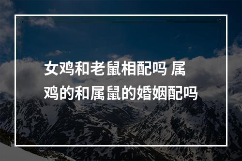 女鸡和老鼠相配吗 属鸡的和属鼠的婚姻配吗