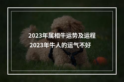2023年属相牛运势及运程 2023年牛人的运气不好