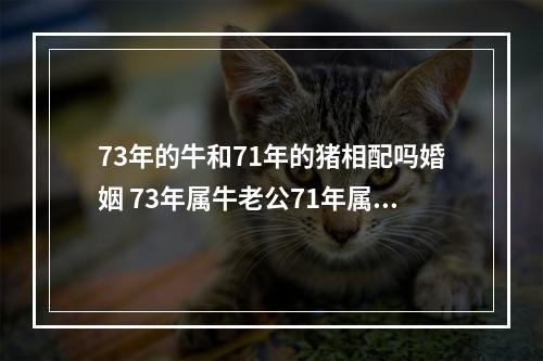 73年的牛和71年的猪相配吗婚姻 73年属牛老公71年属猪今年婚姻怎么样