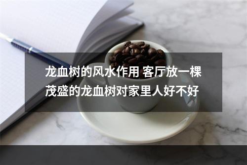 龙血树的风水作用 客厅放一棵茂盛的龙血树对家里人好不好