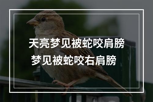 天亮梦见被蛇咬肩膀 梦见被蛇咬右肩膀