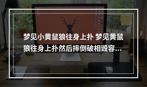 梦见小黄鼠狼往身上扑 梦见黄鼠狼往身上扑然后摔倒破相毁容？