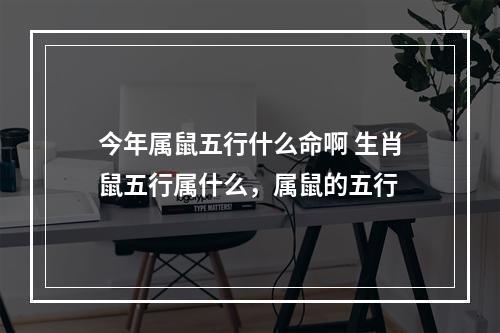 今年属鼠五行什么命啊 生肖鼠五行属什么，属鼠的五行
