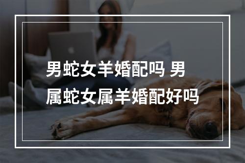 男蛇女羊婚配吗 男属蛇女属羊婚配好吗