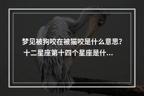 梦见被狗咬在被猫咬是什么意思？ 十二星座第十四个星座是什么