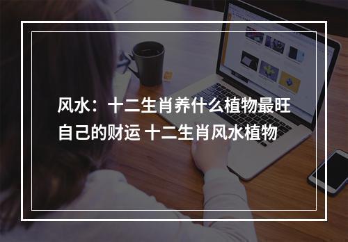 风水：十二生肖养什么植物最旺自己的财运 十二生肖风水植物