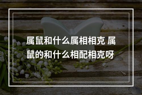属鼠和什么属相相克 属鼠的和什么相配相克呀