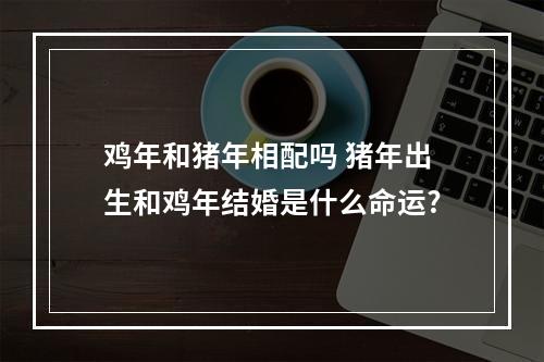 鸡年和猪年相配吗 猪年出生和鸡年结婚是什么命运?