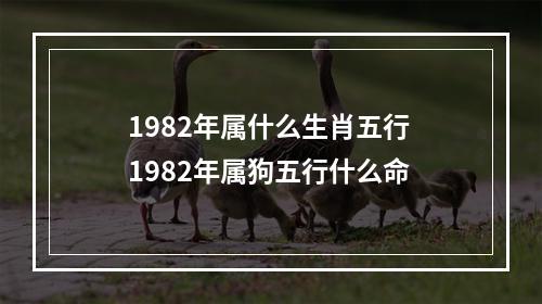 1982年属什么生肖五行 1982年属狗五行什么命