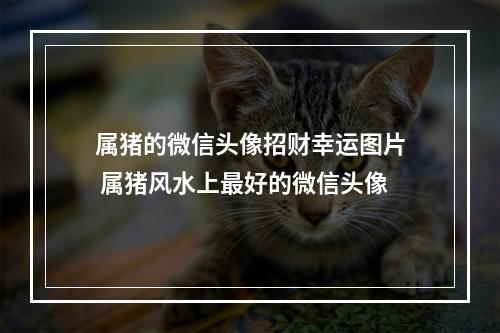 属猪的微信头像招财幸运图片 属猪风水上最好的微信头像