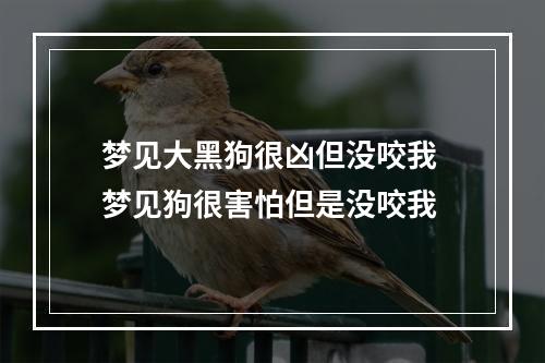 梦见大黑狗很凶但没咬我 梦见狗很害怕但是没咬我