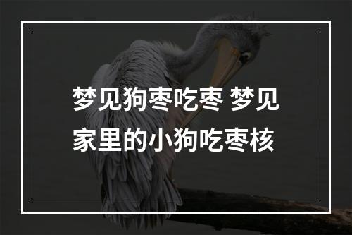 梦见狗枣吃枣 梦见家里的小狗吃枣核