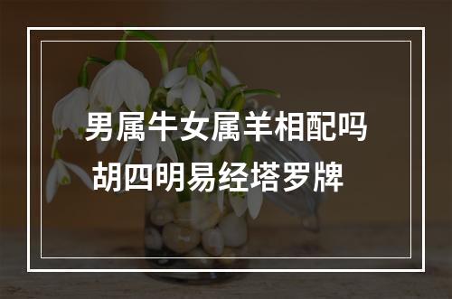 男属牛女属羊相配吗 胡四明易经塔罗牌