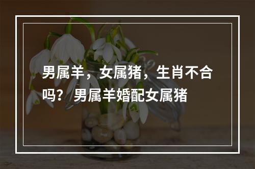 男属羊，女属猪，生肖不合吗？ 男属羊婚配女属猪