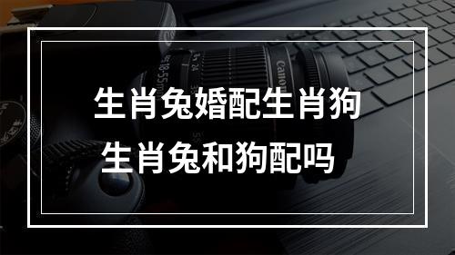 生肖兔婚配生肖狗 生肖兔和狗配吗