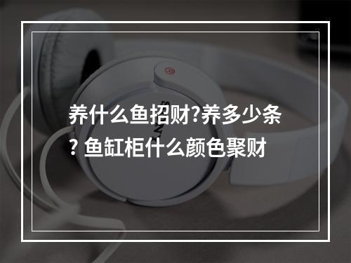 养什么鱼招财?养多少条? 鱼缸柜什么颜色聚财