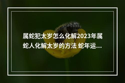 属蛇犯太岁怎么化解2023年属蛇人化解太岁的方法 蛇年运势2023