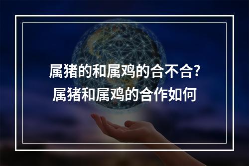 属猪的和属鸡的合不合? 属猪和属鸡的合作如何