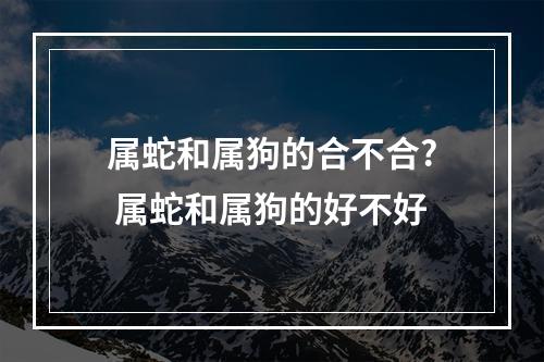 属蛇和属狗的合不合? 属蛇和属狗的好不好