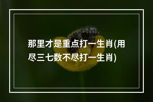 那里才是重点打一生肖(用尽三七数不尽打一生肖)
