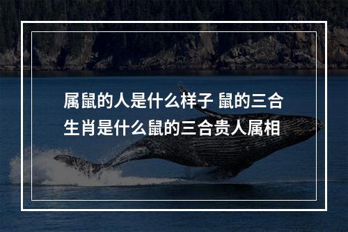 属鼠的人是什么样子 鼠的三合生肖是什么鼠的三合贵人属相