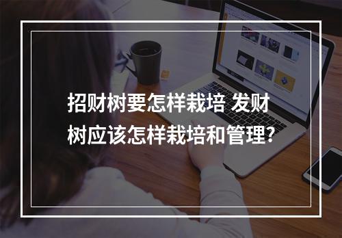招财树要怎样栽培 发财树应该怎样栽培和管理?
