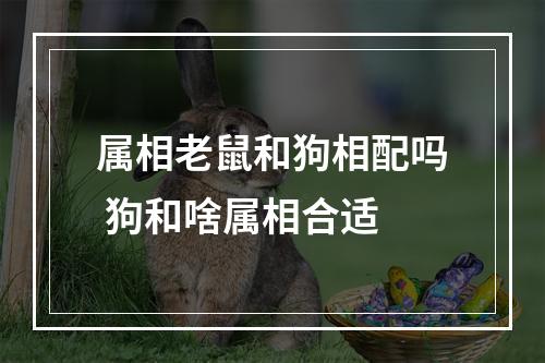 属相老鼠和狗相配吗 狗和啥属相合适