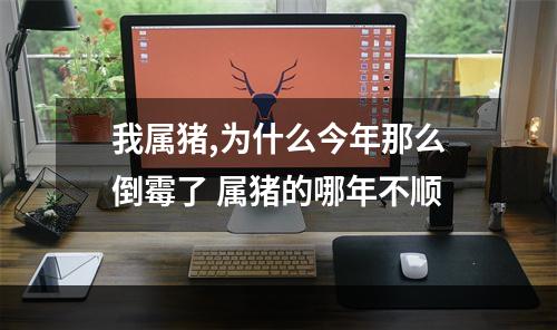 我属猪,为什么今年那么倒霉了 属猪的哪年不顺