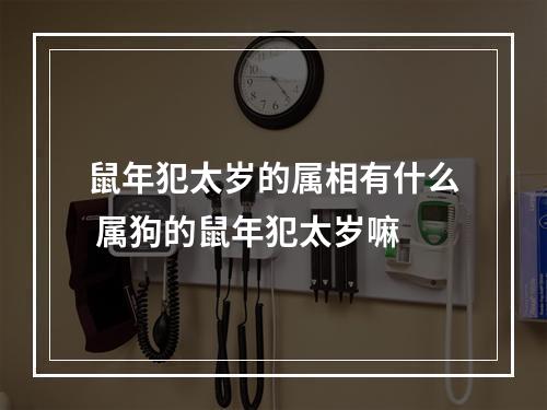 鼠年犯太岁的属相有什么 属狗的鼠年犯太岁嘛