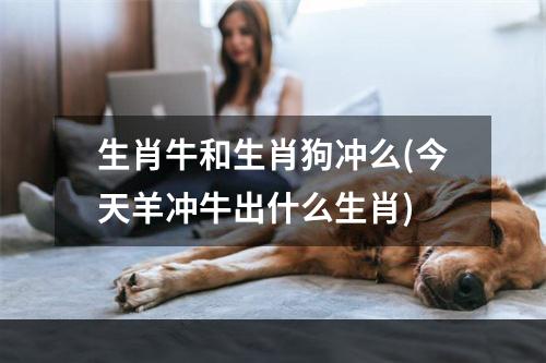 生肖牛和生肖狗冲么(今天羊冲牛出什么生肖)
