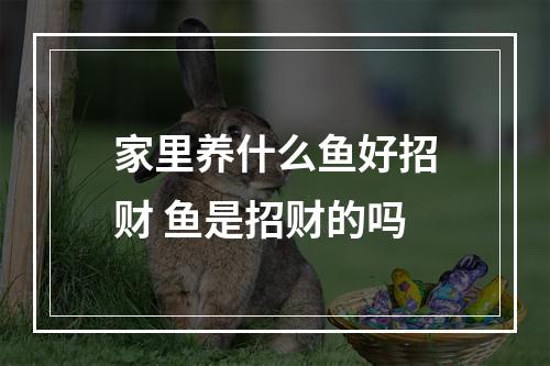 家里养什么鱼好招财 鱼是招财的吗