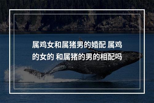 属鸡女和属猪男的婚配 属鸡的女的 和属猪的男的相配吗