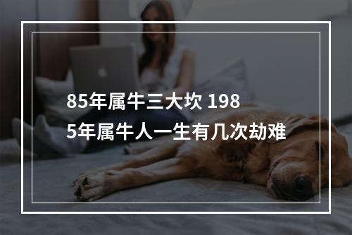 85年属牛三大坎 1985年属牛人一生有几次劫难