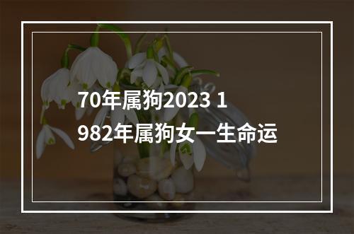 70年属狗2023 1982年属狗女一生命运