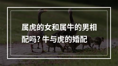 属虎的女和属牛的男相配吗? 牛与虎的婚配