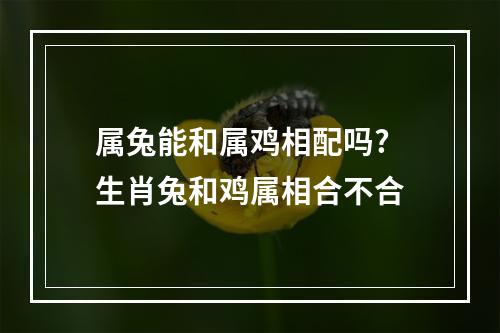 属兔能和属鸡相配吗? 生肖兔和鸡属相合不合