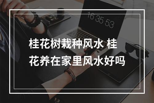 桂花树栽种风水 桂花养在家里风水好吗