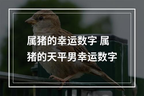 属猪的幸运数字 属猪的天平男幸运数字