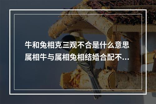 牛和兔相克三观不合是什么意思 属相牛与属相兔相结婚合配不?