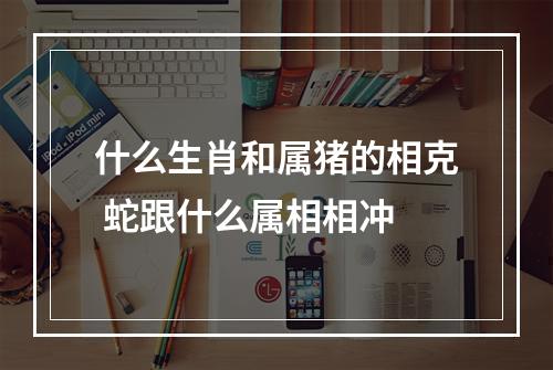 什么生肖和属猪的相克 蛇跟什么属相相冲