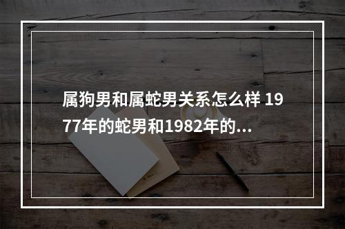 属狗男和属蛇男关系怎么样 1977年的蛇男和1982年的狗女婚姻好吗?