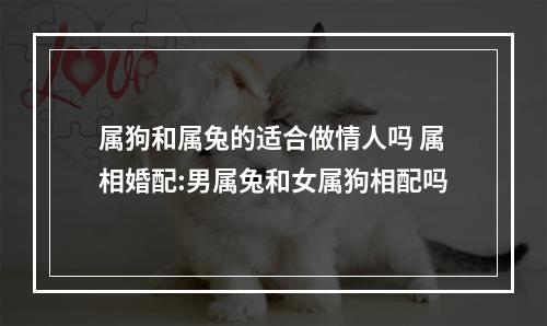 属狗和属兔的适合做情人吗 属相婚配:男属兔和女属狗相配吗