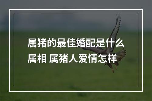 属猪的最佳婚配是什么属相 属猪人爱情怎样