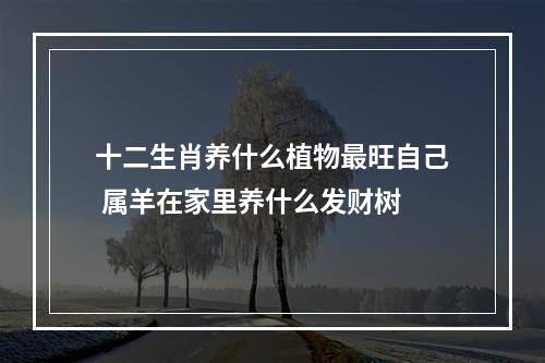 十二生肖养什么植物最旺自己 属羊在家里养什么发财树