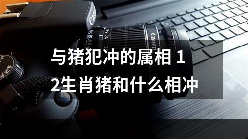 与猪犯冲的属相 12生肖猪和什么相冲