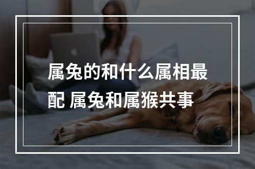 属兔的和什么属相最配 属兔和属猴共事
