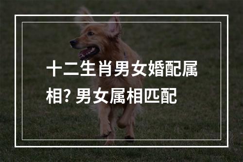 十二生肖男女婚配属相? 男女属相匹配