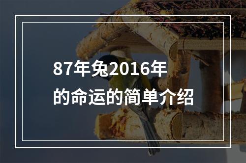 87年兔2016年的命运的简单介绍